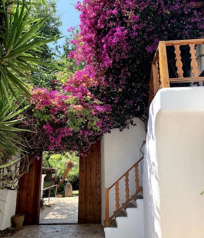 Atzaró Ibiza: reinventare l'estate 2020 - Bougainvillea (Ph. Alessandro Garzi)